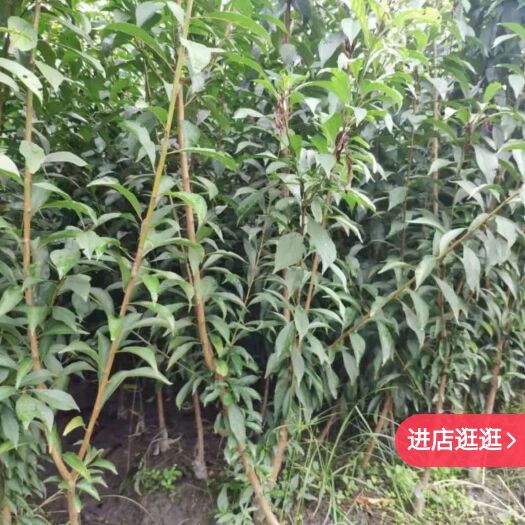 镇宁县蜂糖李