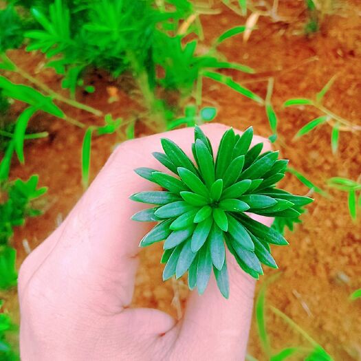 荔浦市南通菊花头雀舌罗汉松四季常青不落叶叶张翠绿可盆栽可地载