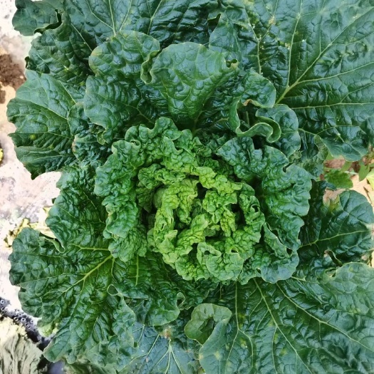 威宁县青麻叶大白菜