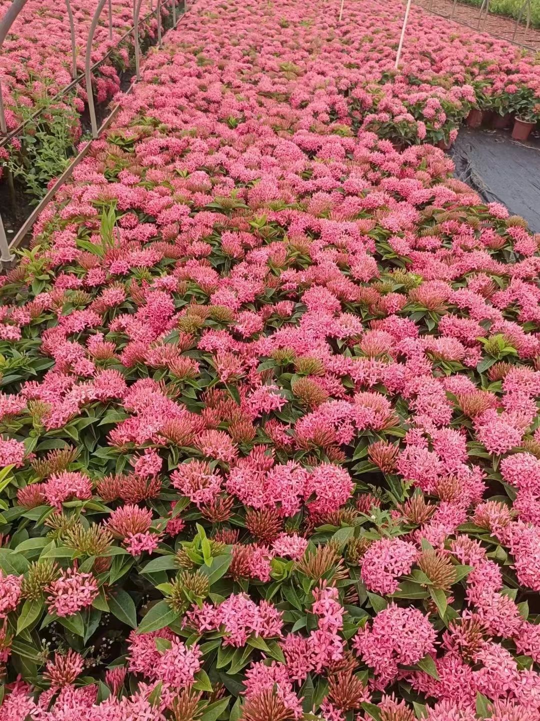 宫粉龙船花喜温暖、高温、阳光充足的环境，花期夏秋