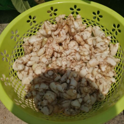 重庆市新鲜三叉白芨