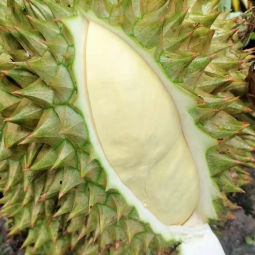 太原金枕榴莲