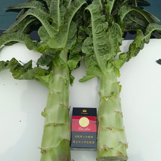 临夏县红叶莴笋，高原夏菜，产地甘肃兰州