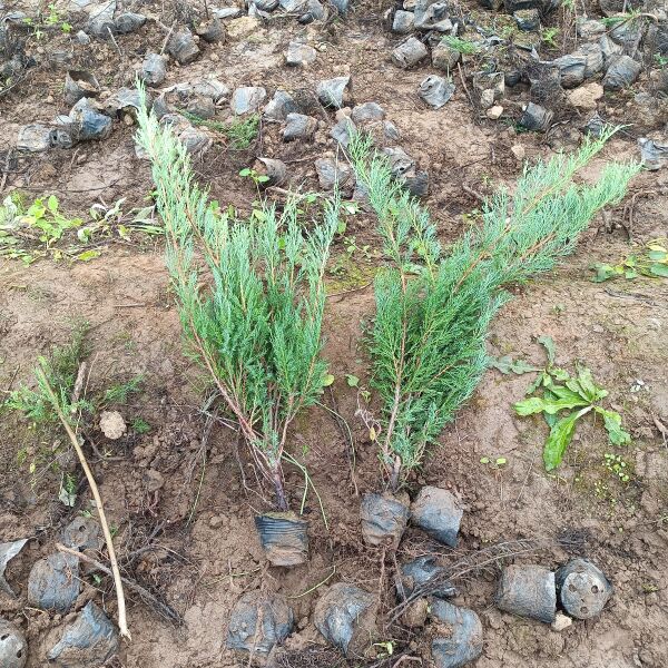 沙地柏 40公分以上现货供应 有需要的老板联系 自家苗圃