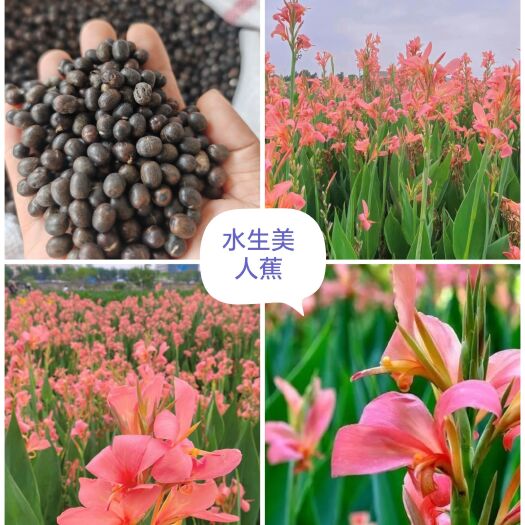 常州水生美人蕉种子