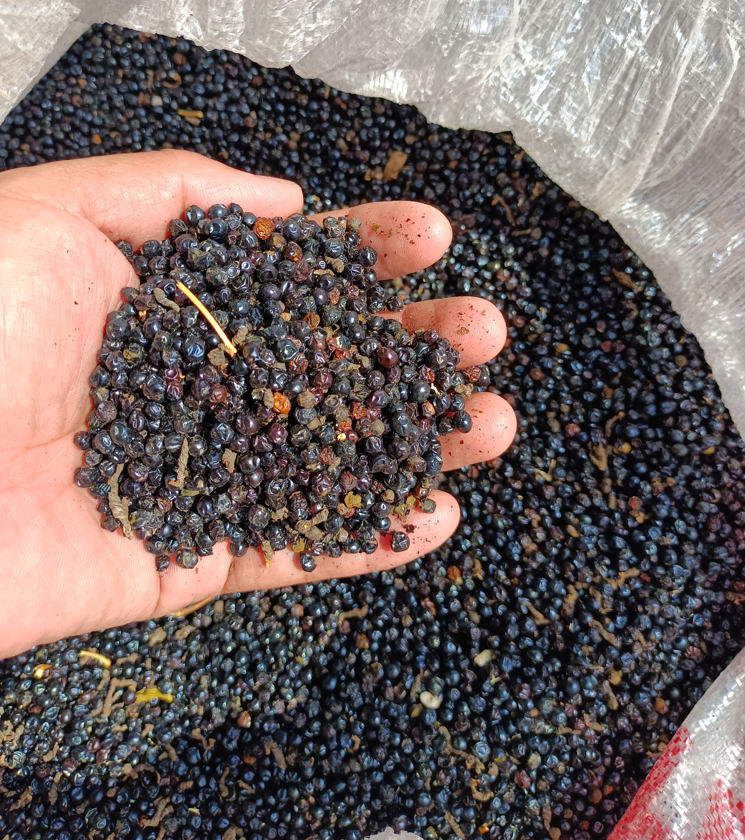 新品射干种子新货射干籽