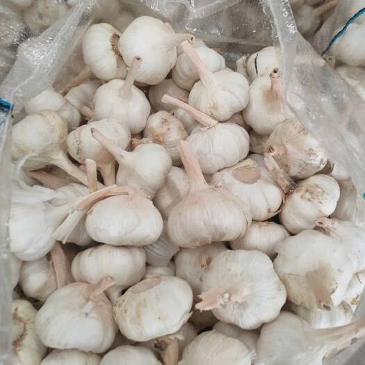 沂水县大蒜批发 出口 电商 市场大量供应产地直供 一手货源