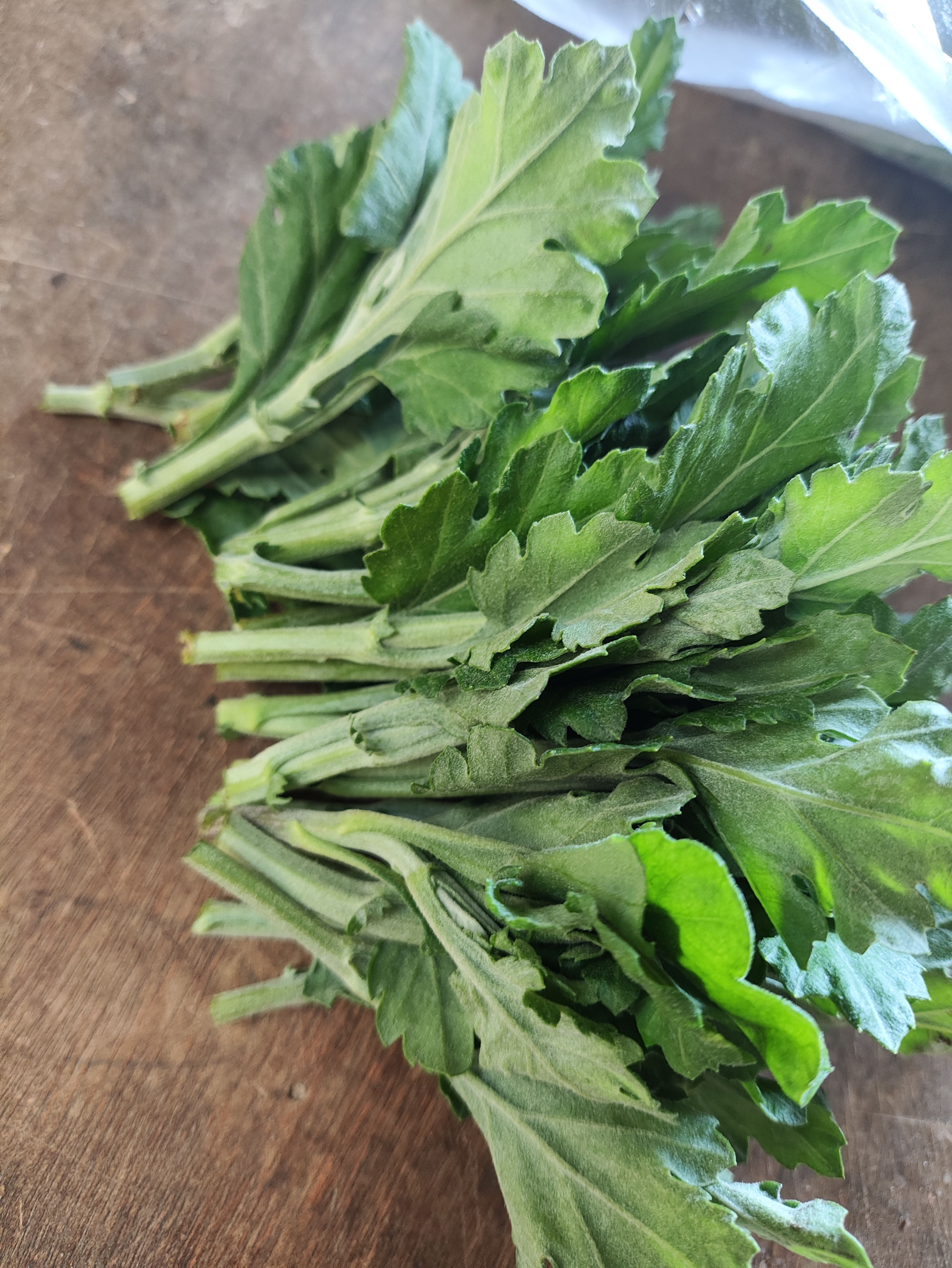 菊花苗 幽香苗金善苗金旭苗 白菊苗 黄菊苗 鲜切花苗