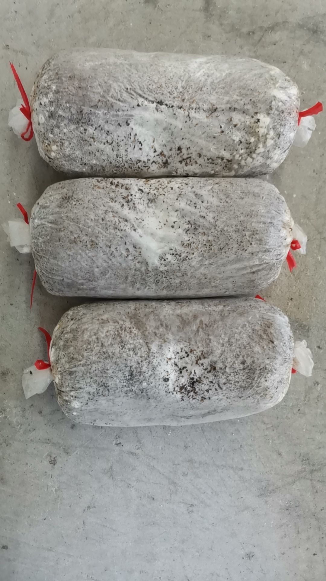 平菇菌种平菇栽培种姬菇栽培种平菇三级菌种三级栽培种