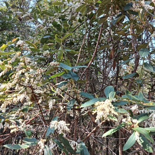 云南透骨香、滇白珠、满山香、香草叶、透骨香草