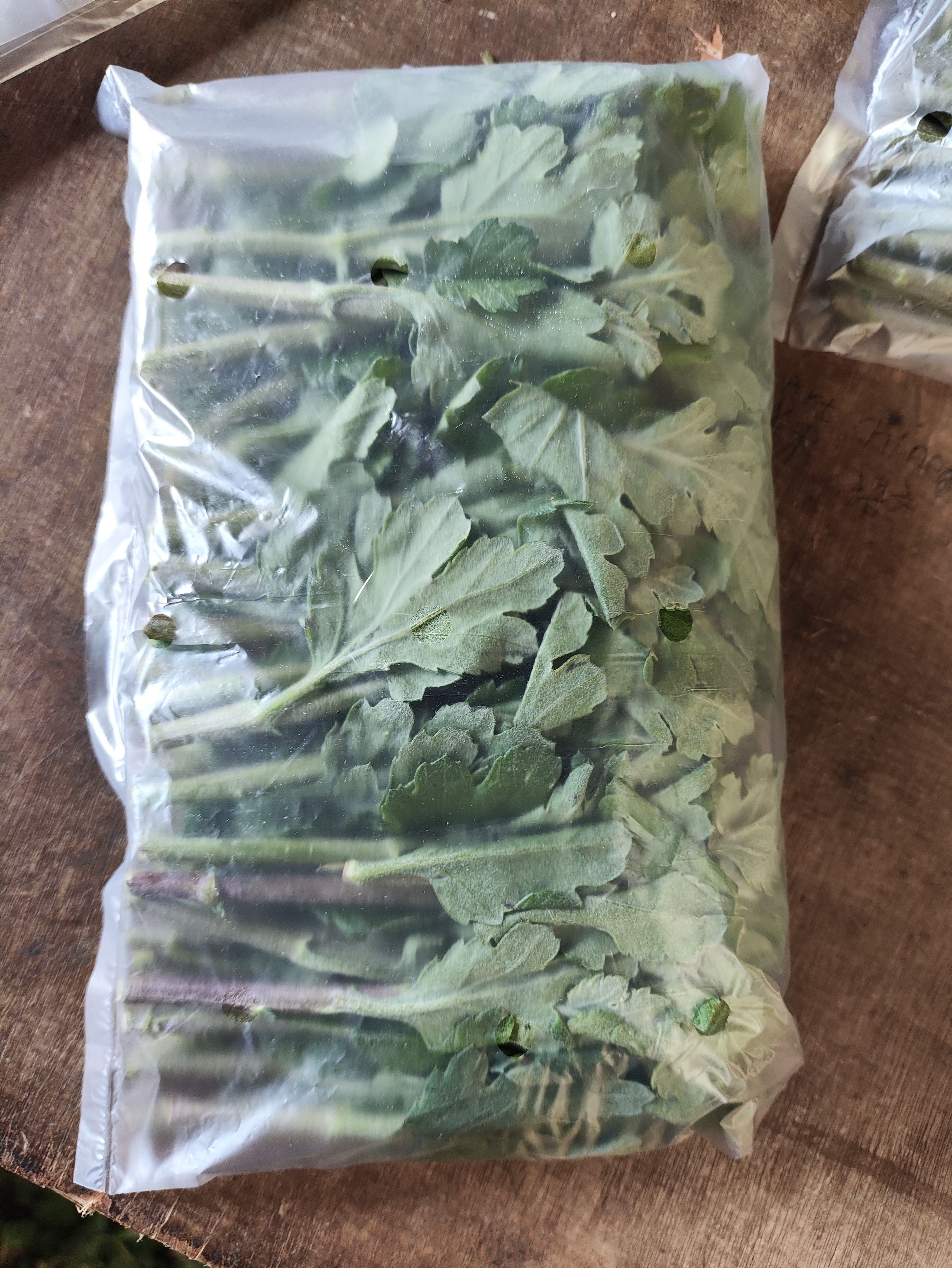 菊花苗 幽香苗金善苗金旭苗 白菊苗 黄菊苗 鲜切花苗