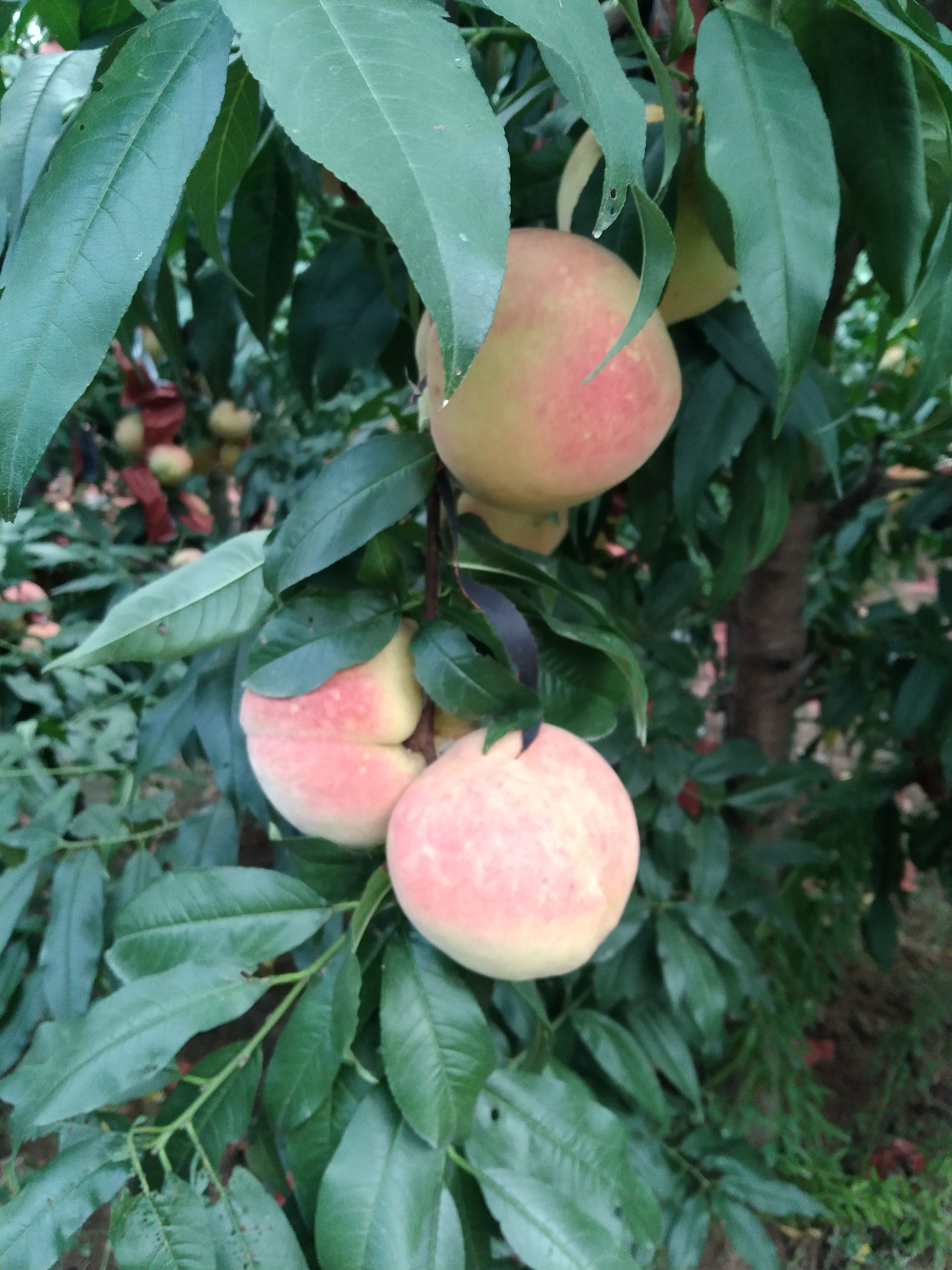 桃又大又甜的脆桃