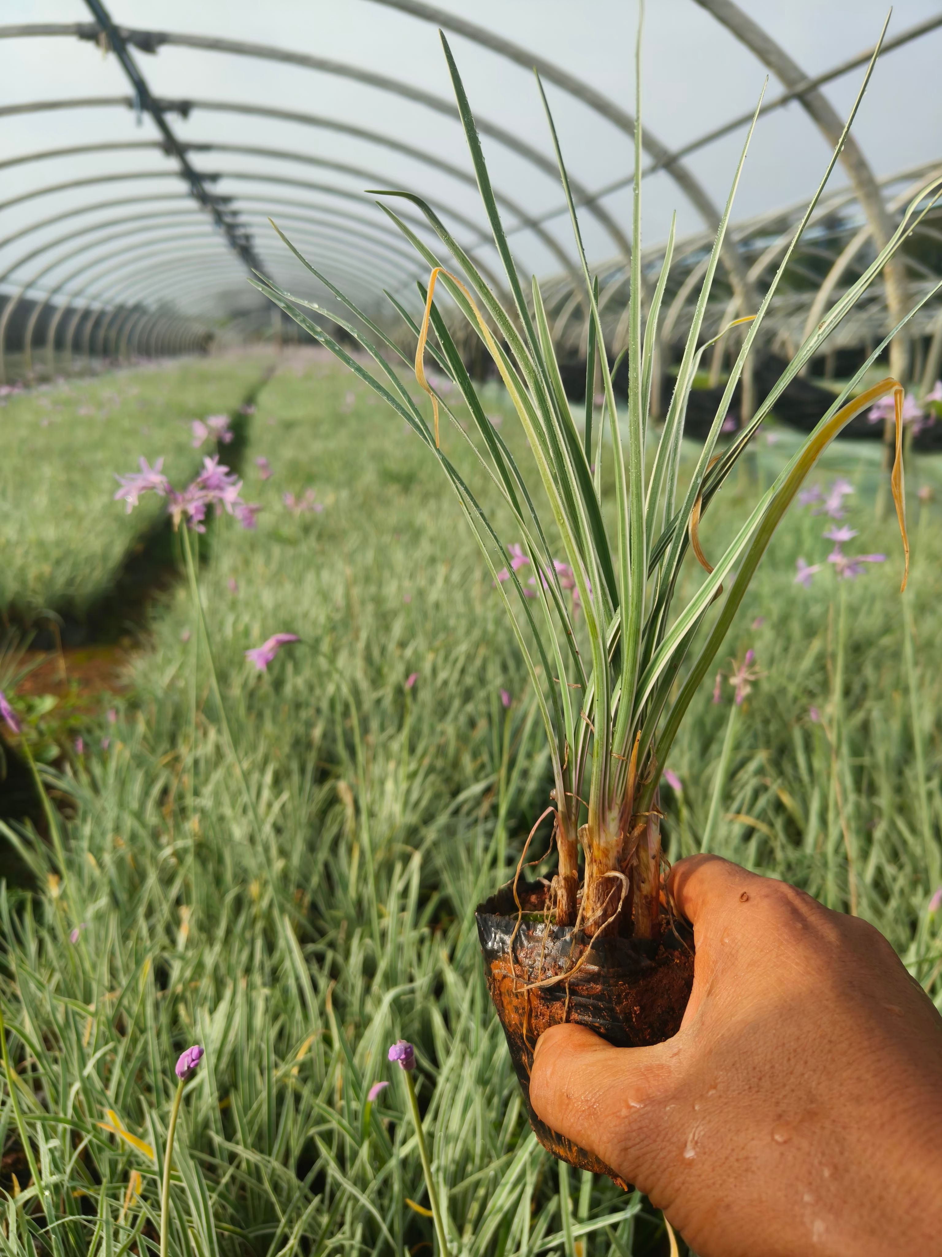 花葉紫嬌花