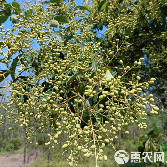 女贞子干货自然晒干无硫熏批发零售均可