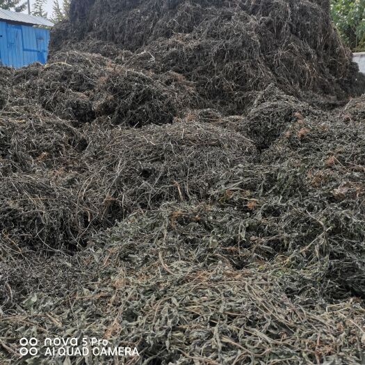 邳州市旱莲草    墨旱莲     优质 墨旱莲干货无草无根
