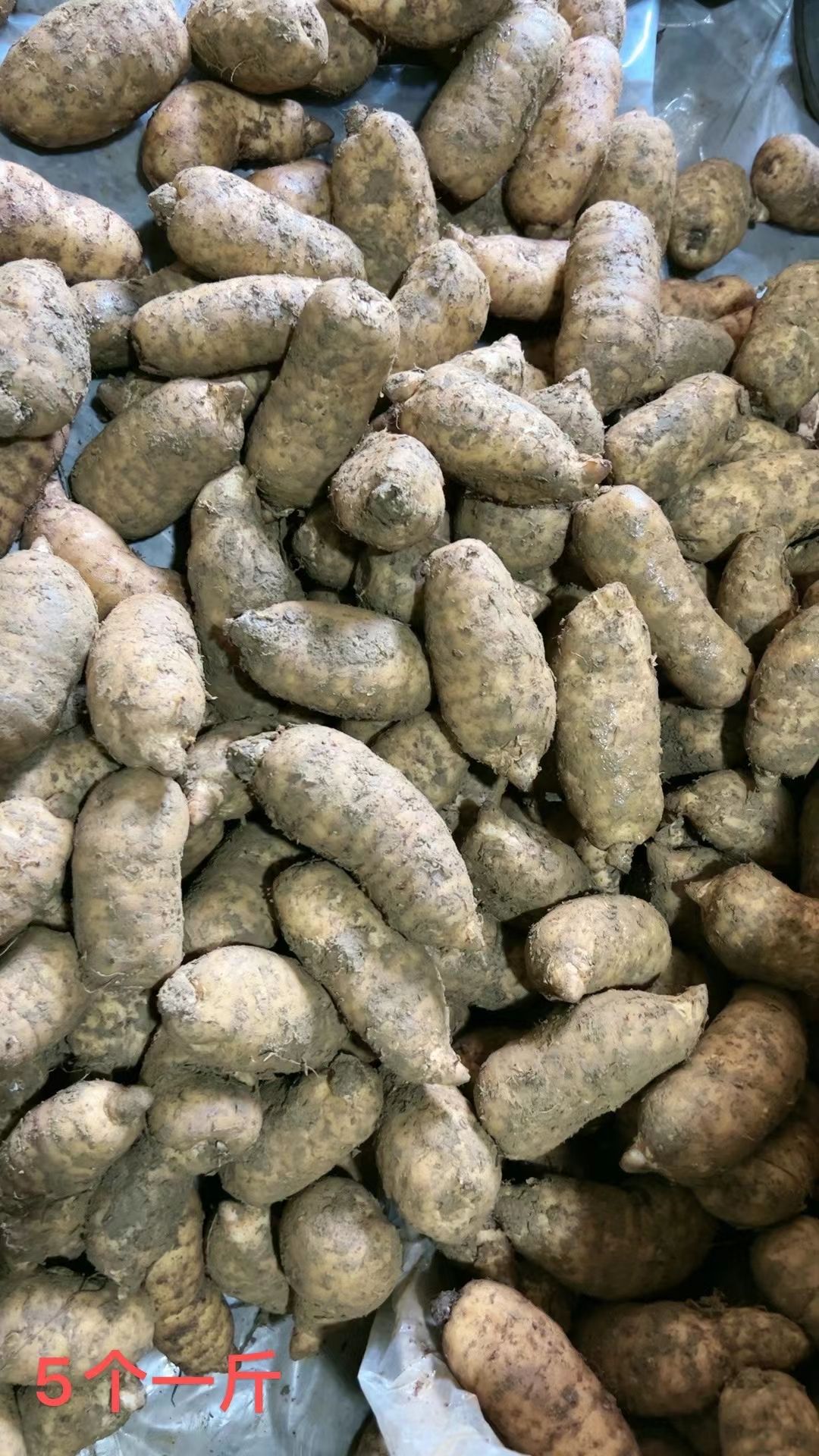 威宁彝族回族苗族自治县天麻