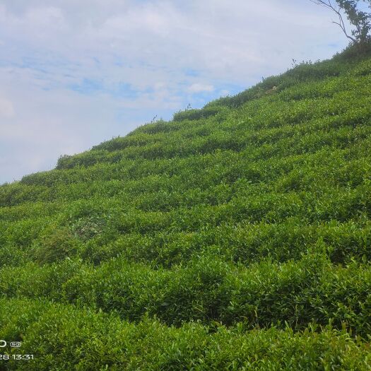 信阳毛尖白露茶