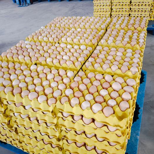 郑州精品土鸡蛋柴鸡蛋厂家直供长期合作