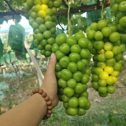 夏邑县河南阳光玫瑰葡萄大量成熟 口甜蜜甜 产地看货电商 商超 入库