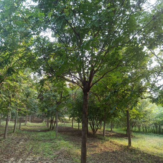 博野县北栾8-12公分栾树定植苗大量供应。