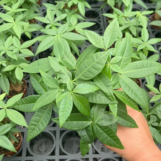 广州90杯三杆发财树。基地直销