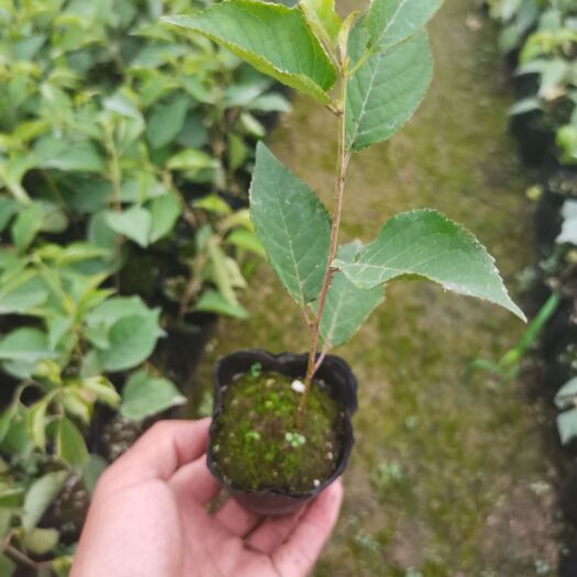 泰安吉塞拉砧木苗嫁接大樱桃苗车厘子苗有矮化树体早结果早丰产的效果