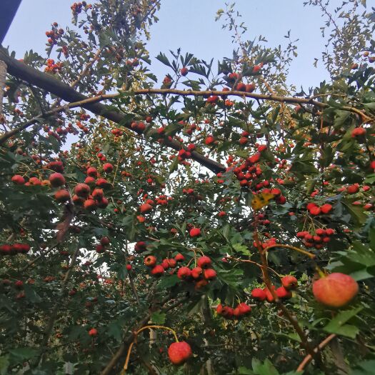 单县靓果山楂开始大批量上市