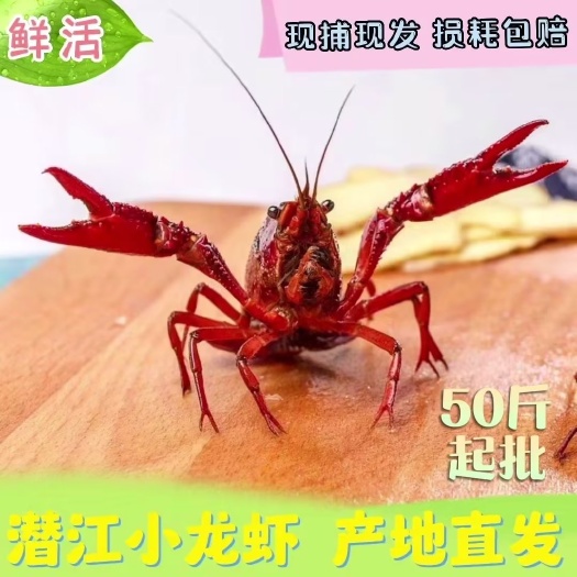 潜江市潜江小龙虾清水小龙虾生态养殖壳薄肉嫩直供餐饮酒店损耗包赔