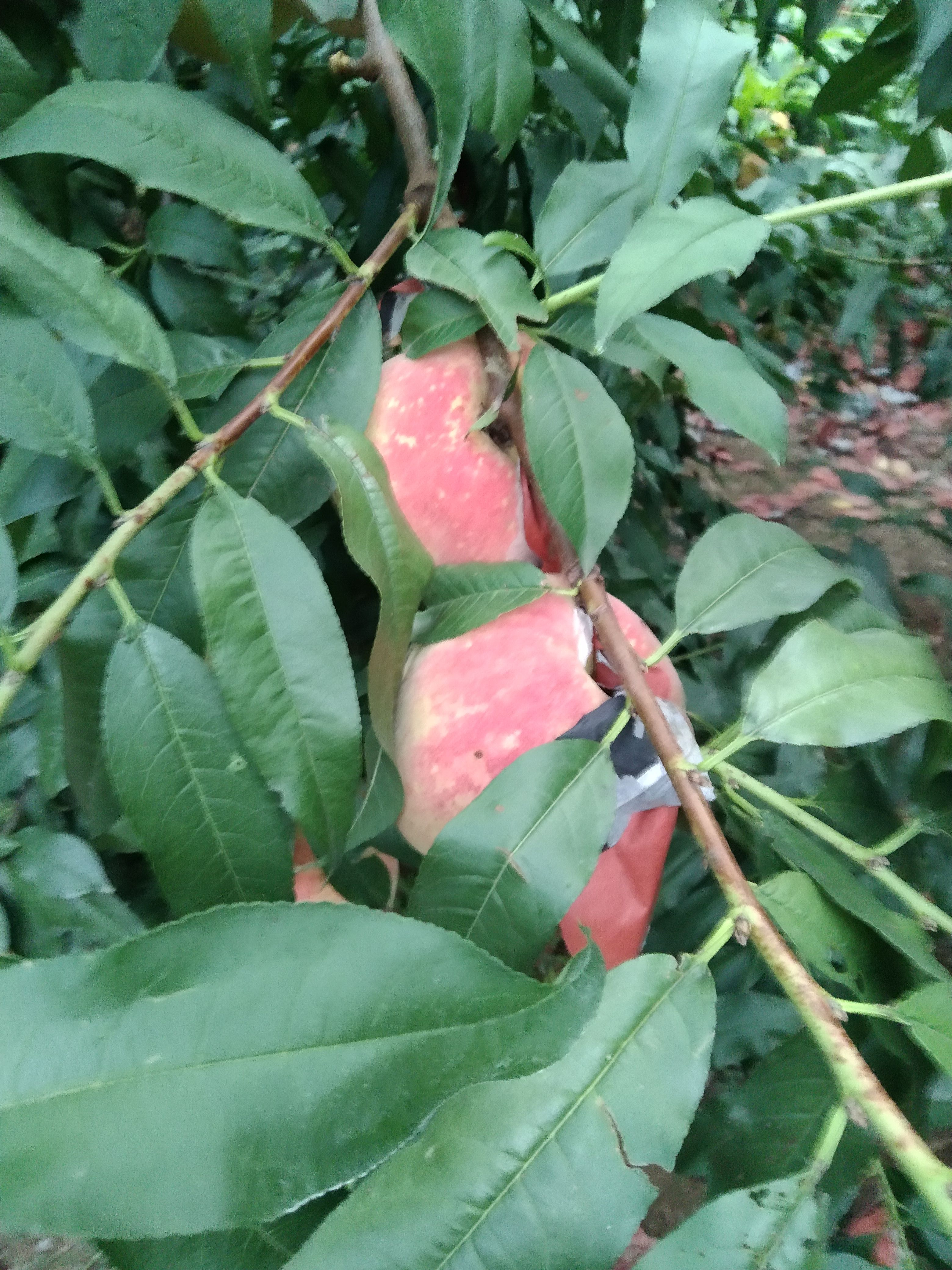 蜜桃黄桃大量批发有需要的老板可以联系