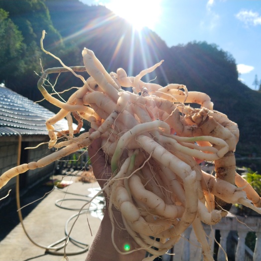 麻栗坡县黄花倒水莲，黄花志远，黄金卵、吊吊黄、黄花鸡骨、鸡根、小荷苞