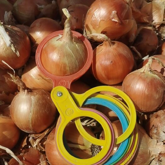 酒泉Yellow onion  出口 Made in China