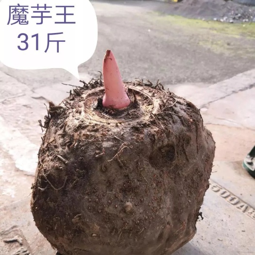 魔芋种子