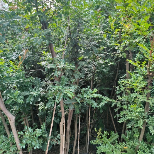 宜良县清香木盆栽