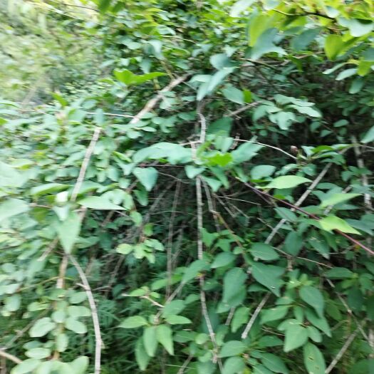商洛秦野生连翘苗 5-10年树龄