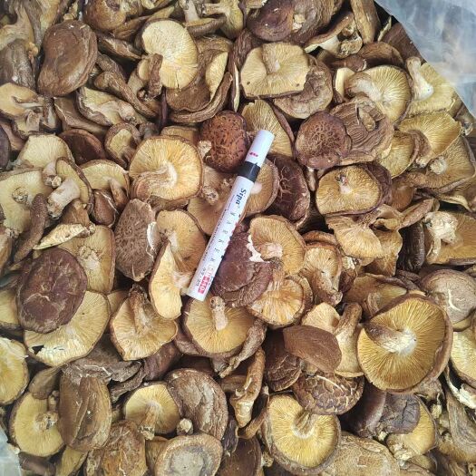贺州精品绝美 香信香菇香菇