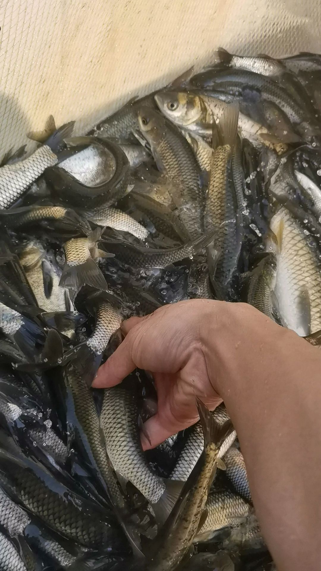 草鱼苗1-3两，5.5一斤