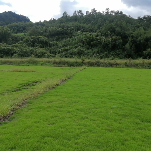 明溪县马尼拉基地直供