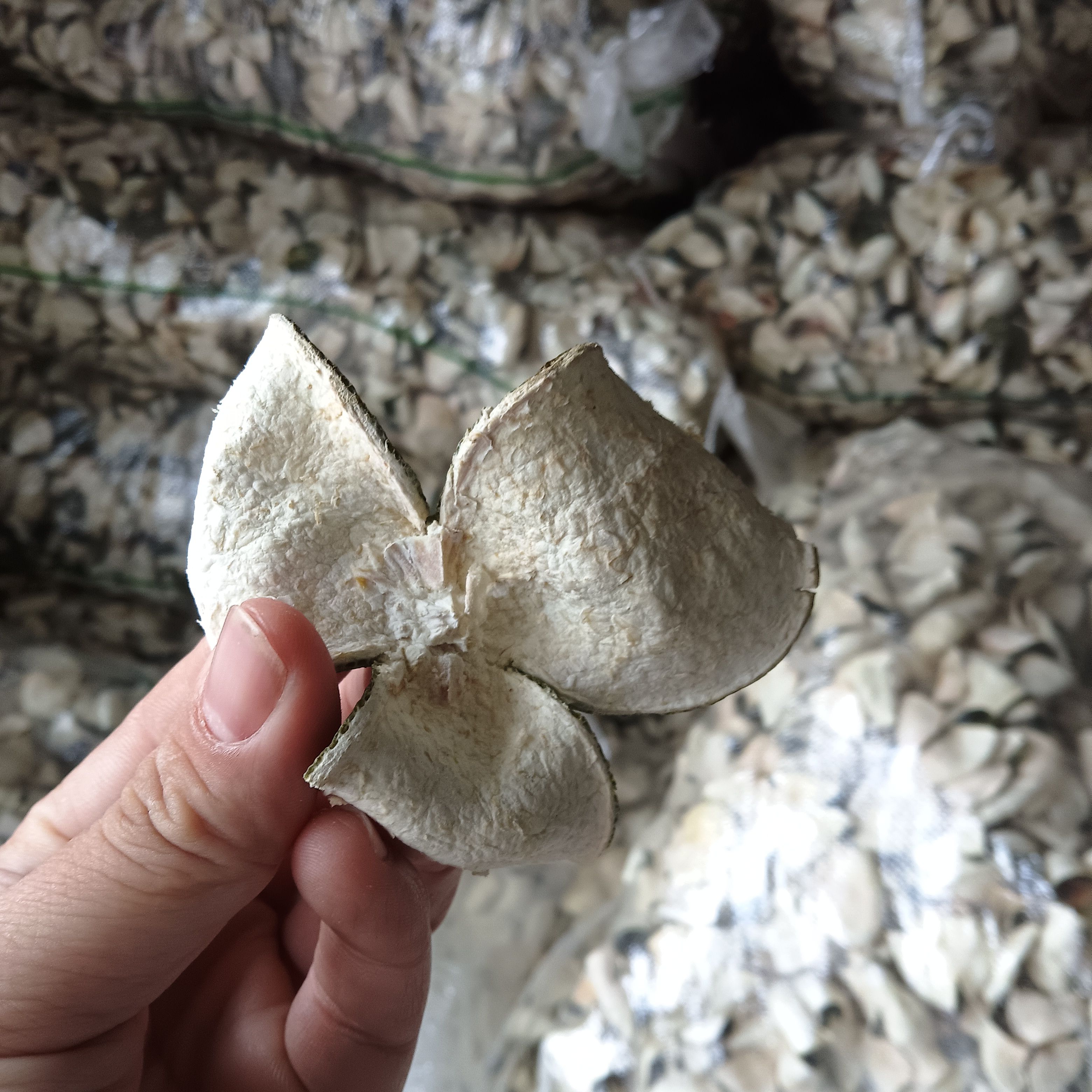 三花陈皮青皮干青柑皮生晒橘子皮茶鲜果皮
