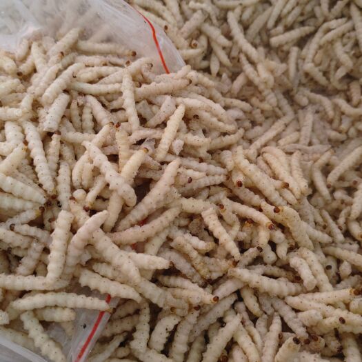 竹虫，熟冻，干冰新货