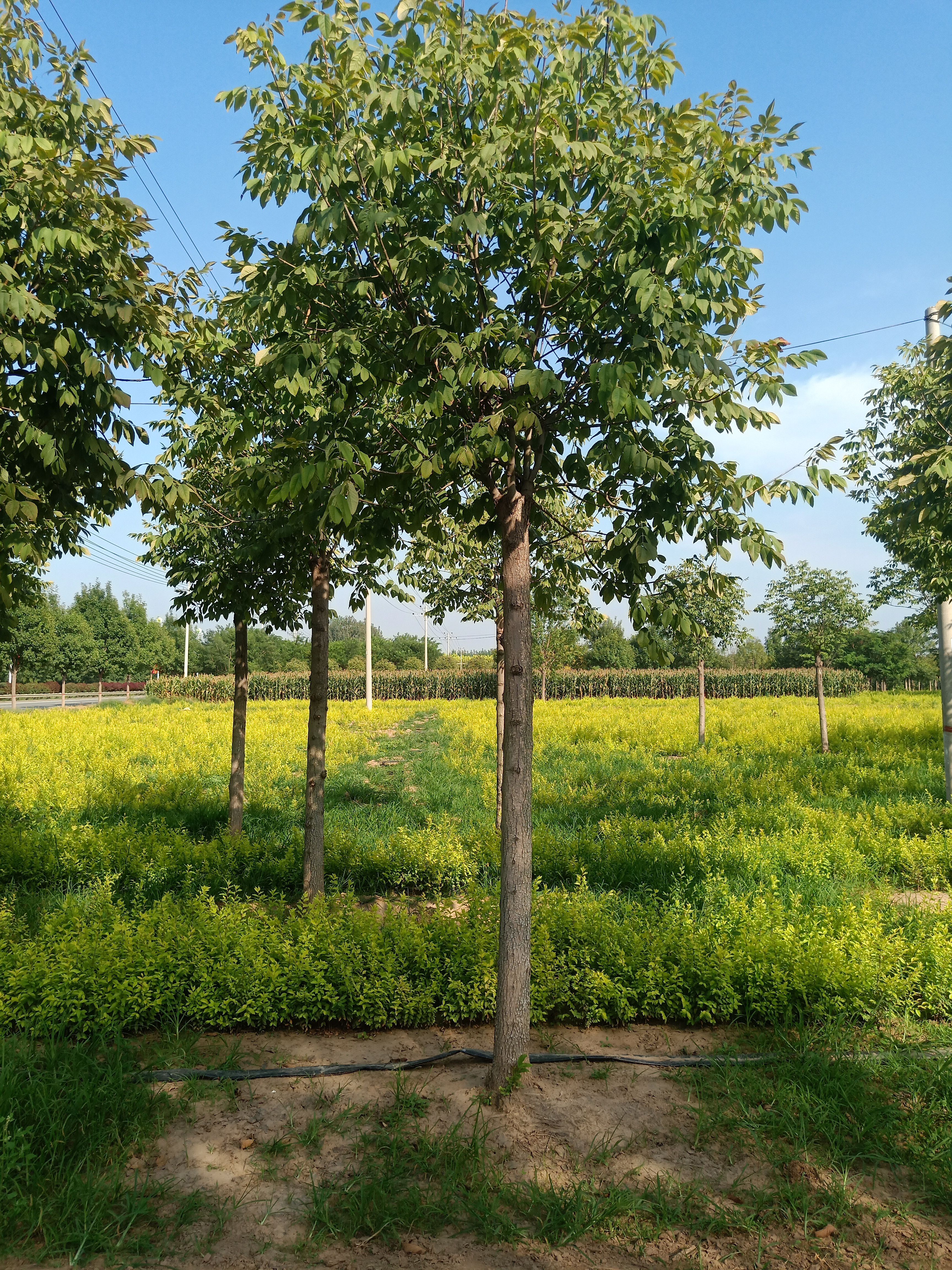 10-12公分金叶白蜡