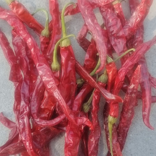 漯河精品二荆条