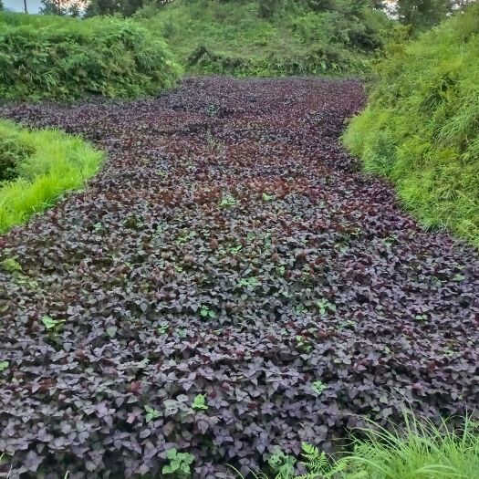 剑河县干紫苏叶