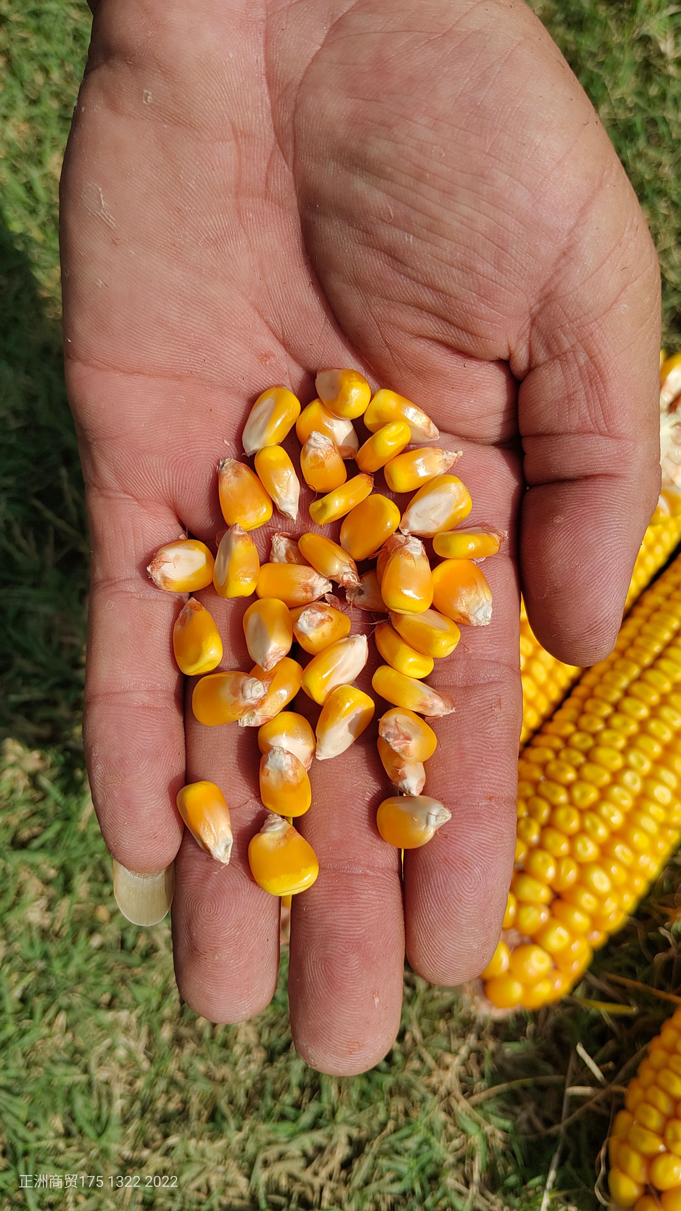 玉米，产地直供，优质玉米，原粮大量供应！