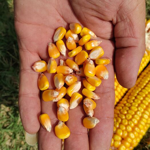 南阳玉米，产地直供，优质玉米，原粮大量供应！