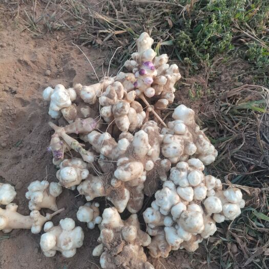 榆林菊芋又名洋姜