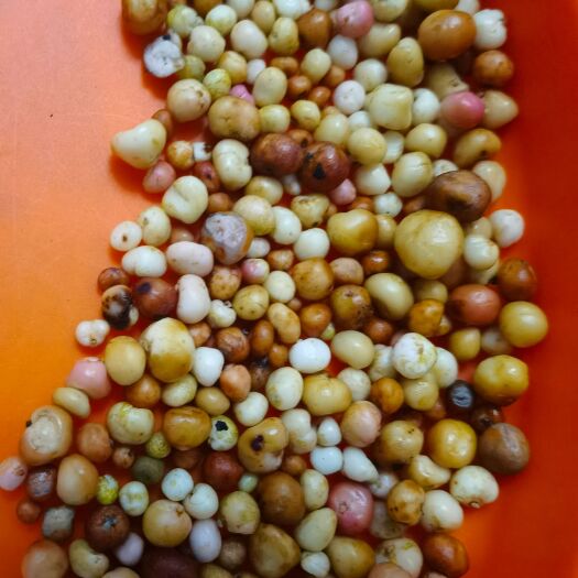 昆明茅膏菜一粒金丹地下明珠，
