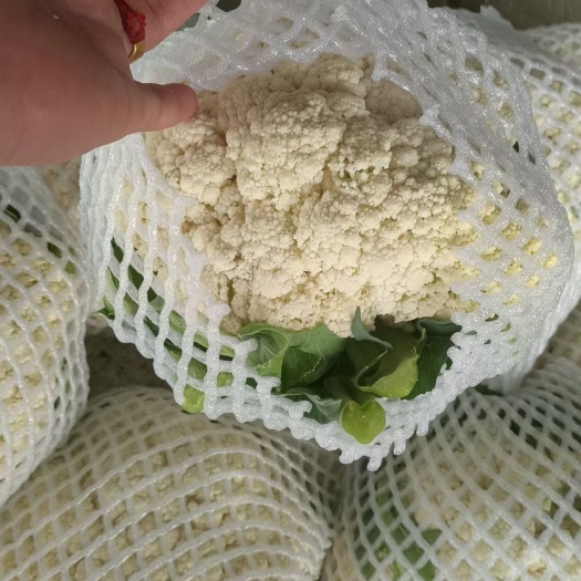 邯郸菜花 品种齐全 规格齐全 欢迎各地老板前来采购