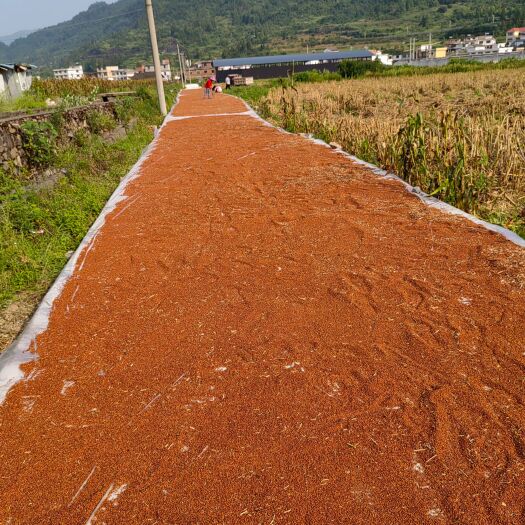 都匀市高粱