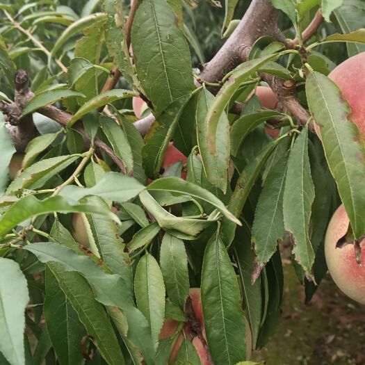 青州市青州二老板蜜桃