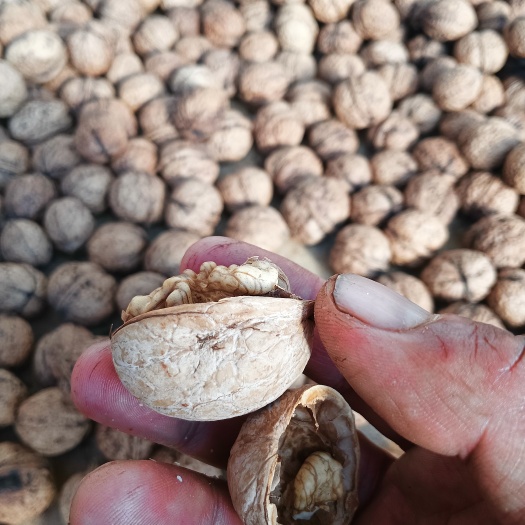禄劝县云南大泡核桃薄皮核桃